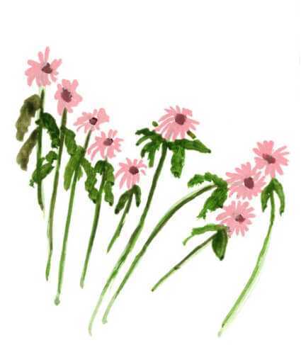 illustration - pink flowers